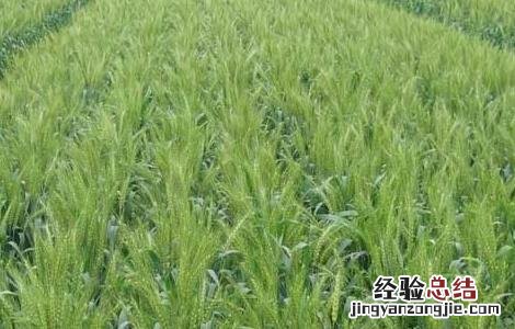小麦赤霉病的防治措施 小麦赤霉病防控措施?
