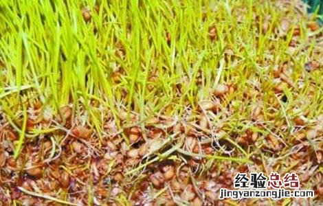 小麦胚芽油的作用与功效 小麦胚芽油的作用