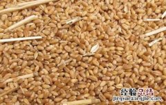 小麦胚芽油的作用与功效 小麦胚芽油的作用