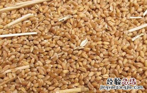 小麦胚芽油的作用与功效 小麦胚芽油的作用