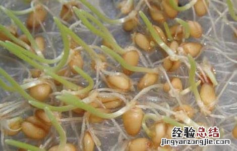 小麦胚芽油的作用与功效 小麦胚芽油的作用