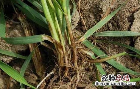 小麦根腐病发病条件 小麦根腐病的发病原因及防治措施