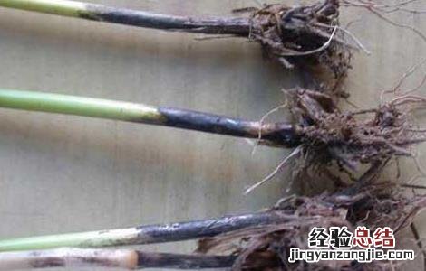 小麦根腐病发病条件 小麦根腐病的发病原因及防治措施