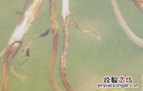 小麦根腐病发病条件 小麦根腐病的发病原因及防治措施
