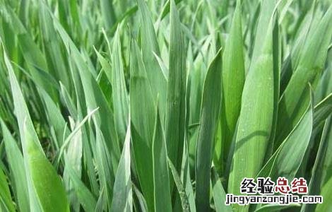 小麦根腐病发病条件 小麦根腐病的发病原因及防治措施