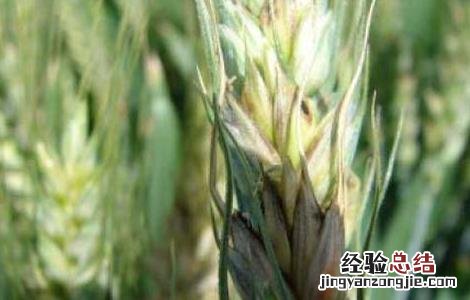 小麦纹枯病如何防治 小麦纹枯病的防治方法及注意事项