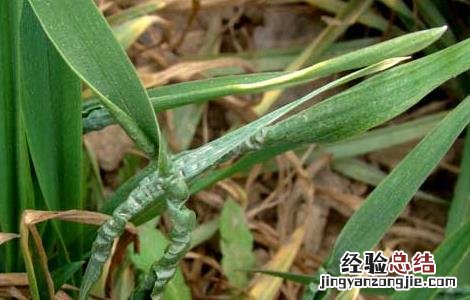 小麦纹枯病如何防治 小麦纹枯病的防治方法及注意事项