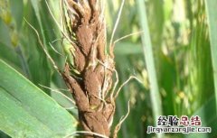 小麦散黑穗病防治措施 小麦黑穗病的防治方法