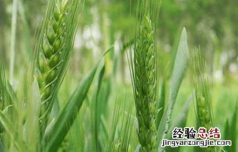 小麦散黑穗病防治措施 小麦黑穗病的防治方法