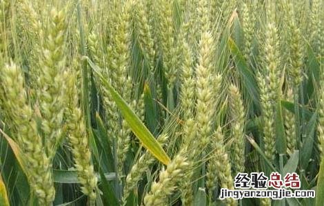 小麦散黑穗病防治措施 小麦黑穗病的防治方法