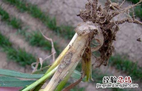 小麦全蚀病的症状及防治措施 小麦全蚀病的症状及防治措施