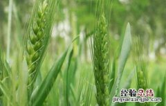 小麦的高产种植技术有哪些 小麦的高产种植技术
