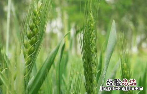 小麦的高产种植技术有哪些 小麦的高产种植技术