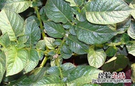 马铃薯早疫病防治措施 马铃薯晚疫病的防治措施