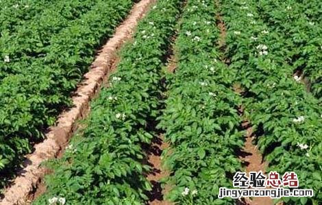 马铃薯早疫病防治措施 马铃薯晚疫病的防治措施