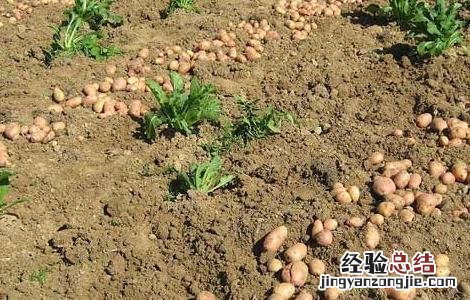 马铃薯早疫病防治措施 马铃薯晚疫病的防治措施