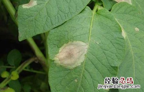 马铃薯早疫病防治措施 马铃薯晚疫病的防治措施