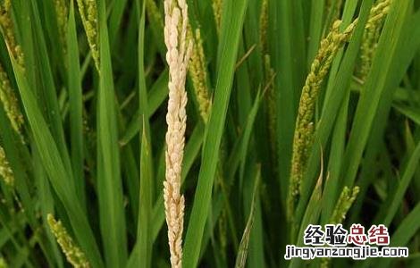 水稻常见病害防治措施 水稻常见病害防治