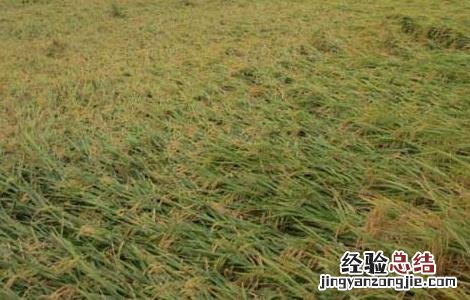 防止水稻倒伏的措施 水稻倒伏的防治措施