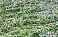 防止水稻倒伏的措施 水稻倒伏的防治措施