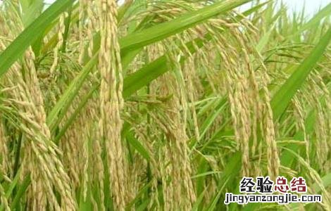 水稻后期的田间管理 水稻后期的田间管理措施