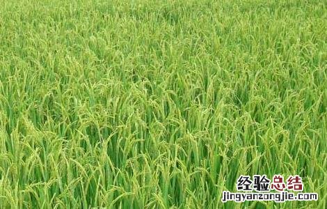 水稻后期的田间管理 水稻后期的田间管理措施