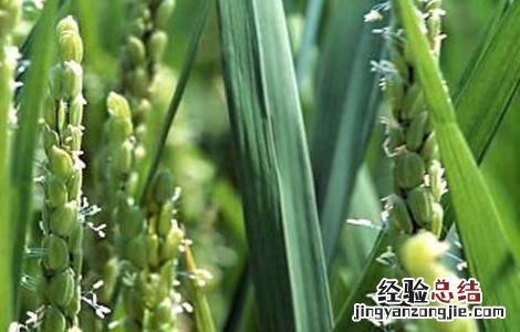 水稻后期的田间管理 水稻后期的田间管理措施