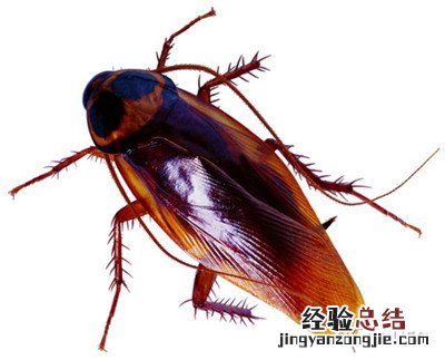 自己做灭蟑螂的方法 灭蟑螂的方法