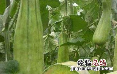 羊角蜜的功效与作用 羊角蜜的功效与作用及禁忌