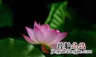 莲花盘子画 餐盘画莲花的做法