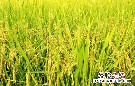 水稻生长后期高产栽培要点 水稻高产技术栽培要点