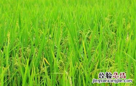 水稻生长后期高产栽培要点 水稻高产技术栽培要点