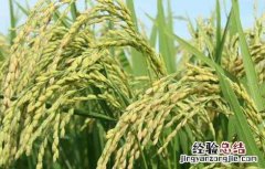 水稻生长后期高产栽培要点 水稻高产技术栽培要点
