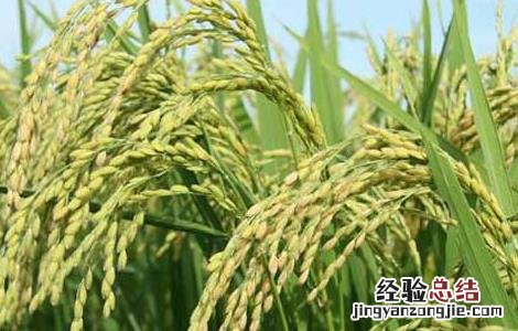 水稻生长后期高产栽培要点 水稻高产技术栽培要点