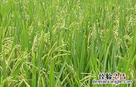 水稻生长后期高产栽培要点 水稻高产技术栽培要点