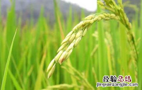 水稻高产可采取哪些措施 水稻中后期优质高产管理五措施