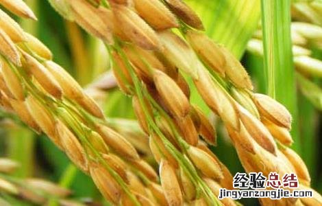 水稻高产可采取哪些措施 水稻中后期优质高产管理五措施