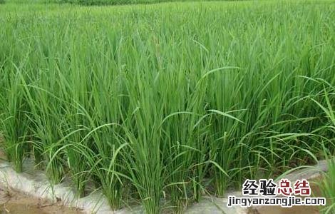 水稻高产可采取哪些措施 水稻中后期优质高产管理五措施