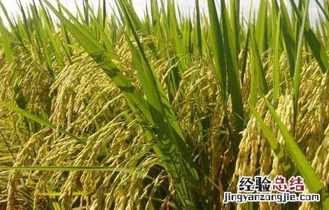 水稻高产可采取哪些措施 水稻中后期优质高产管理五措施