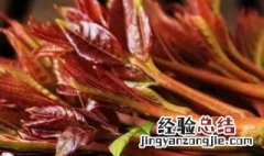 香椿芽怎么储存最好 保存香椿芽方法