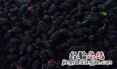 桑椹枸杞的禁忌 桑椹枸杞泡茶的禁忌