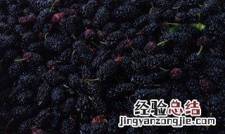 桑椹枸杞的禁忌 桑椹枸杞泡茶的禁忌
