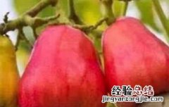 腰果梨是什么梨做的 腰果梨是什么