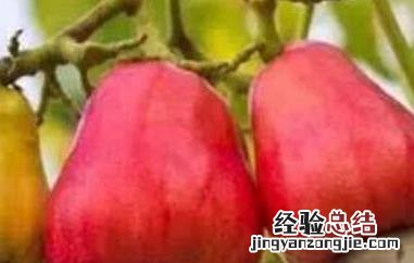 腰果梨是什么梨做的 腰果梨是什么