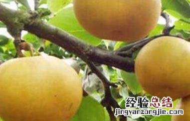 刺梨根的功效 铁沙梨根的功效与作用
