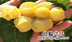 花姑娘果的食用禁忌 花姑娘果的食用禁忌介绍