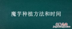 魔芋种植方法和时间 魔芋种植方法和时间视频