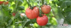 7月份适合种植什么菜 7月适合种什么菜，种植时要注意什么