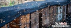 怎样养蜜蜂新手养蜂 养蜜蜂新手怎样养请指教