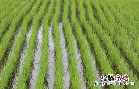 怎样缩短稻秧移栽后的返青期 水稻返青分蘖期咋管理